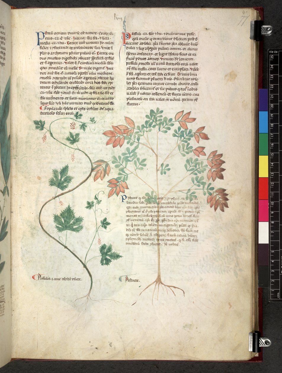 Egerton 747 Tractatus de herbis (urte) c.1280-1310 (blekk og farge på vellum) av School Italian
