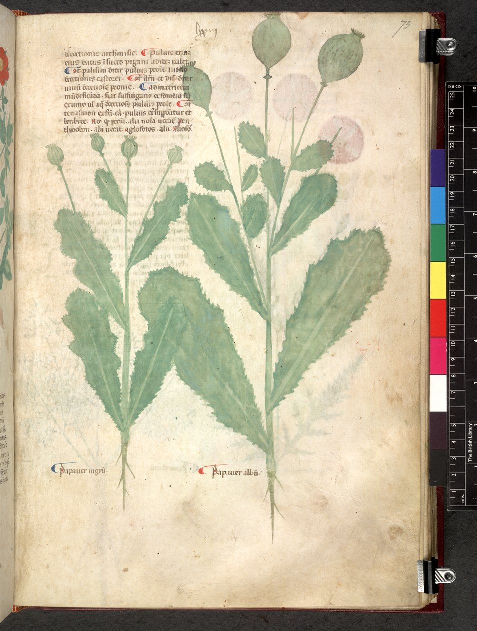 Egerton 747 Tractatus de herbis (urte) c.1280-1310 (blekk og farge på vellum) av School Italian