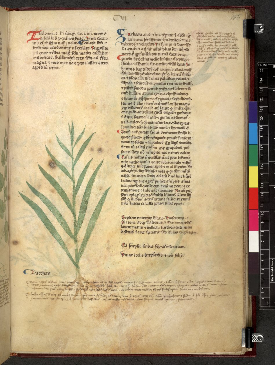 Egerton 747 Tractatus de herbis (urte) c.1280-1310 (blekk og farge på vellum) av School Italian