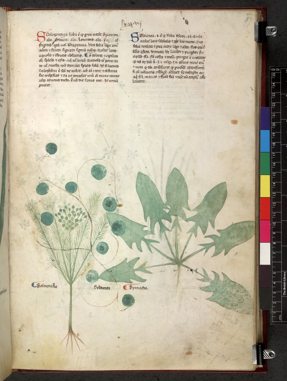 Egerton 747 Tractatus de herbis (urte) c.1280-1310 (blekk og farge på vellum) av School Italian