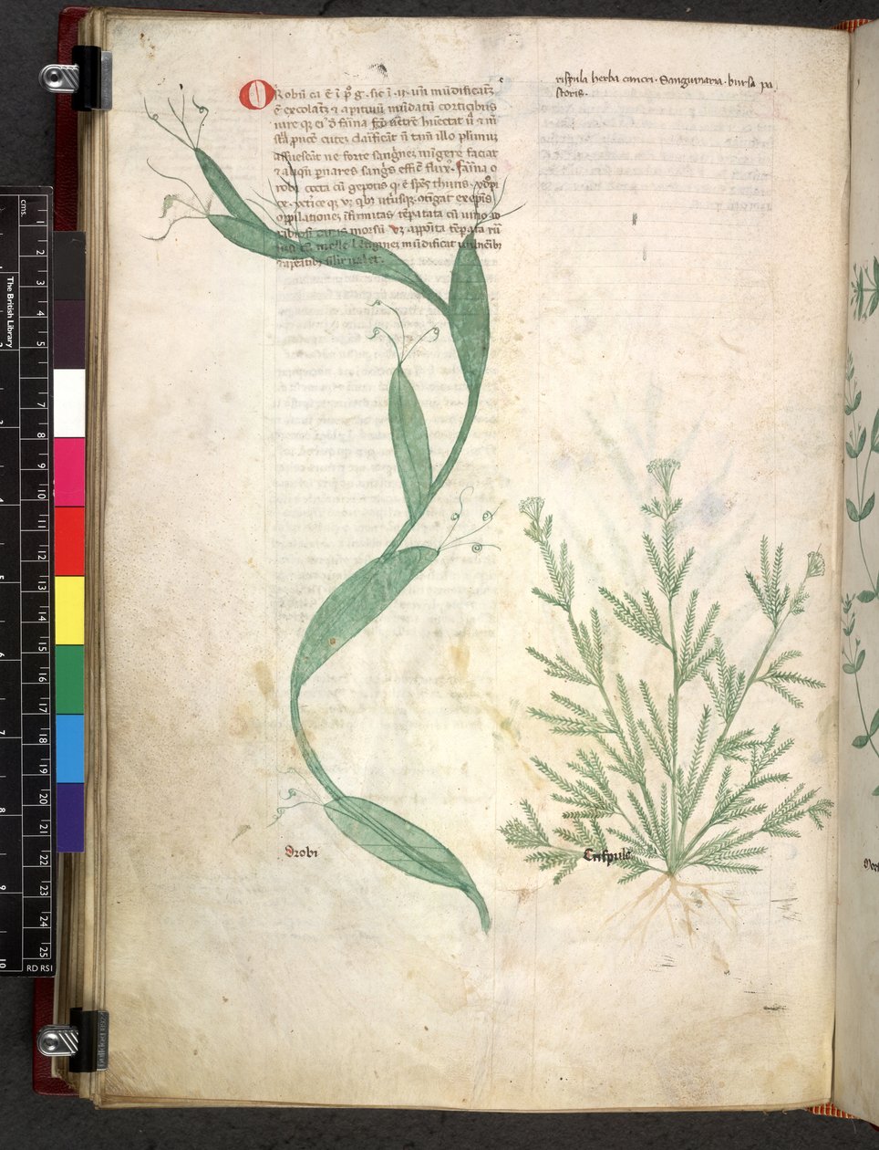 Egerton 747 Tractatus de herbis (urte) c.1280-1310 (blekk og farge på vellum) av School Italian