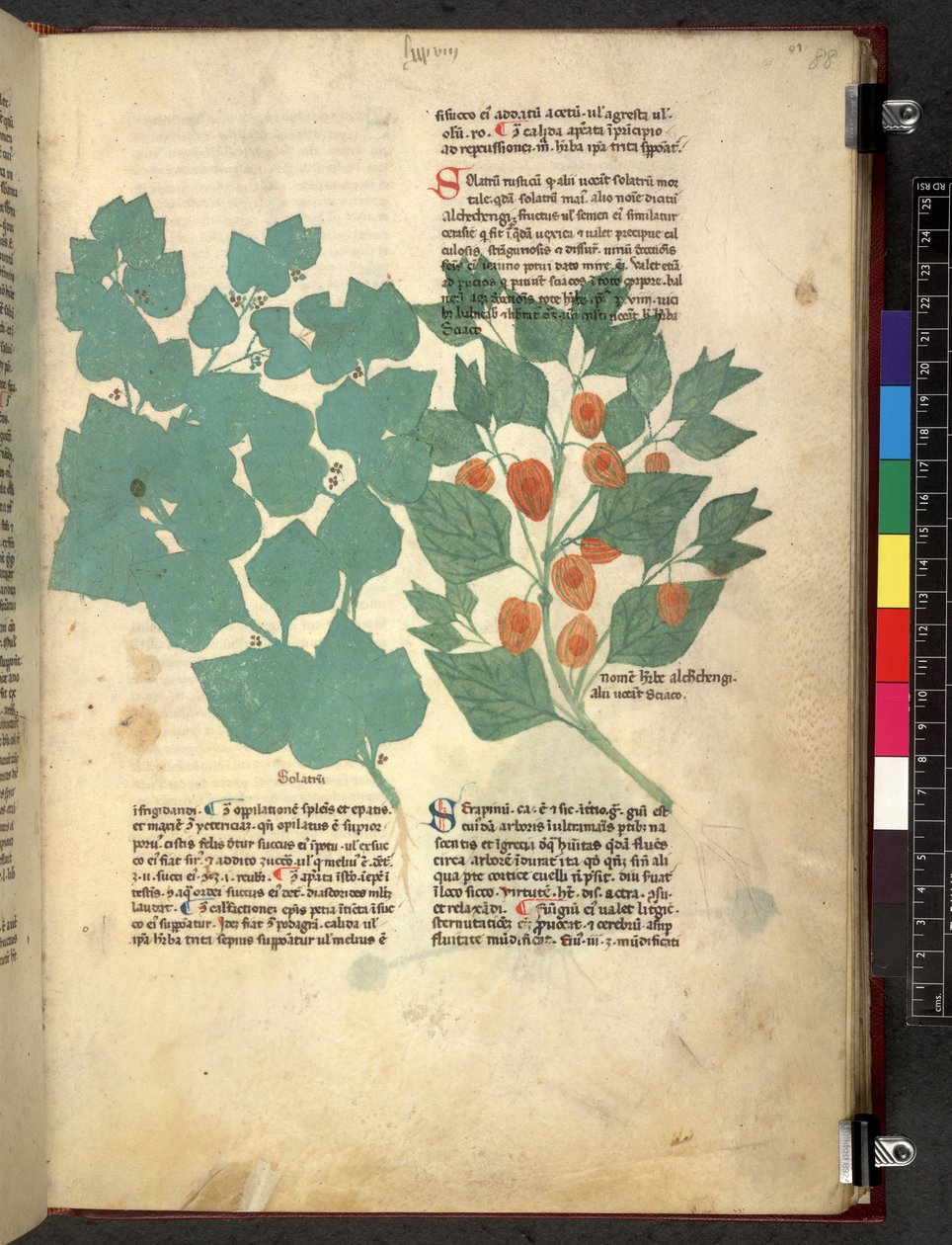 Egerton 747 Tractatus de herbis (urte) c.1280-1310 (blekk og farge på vellum) av School Italian