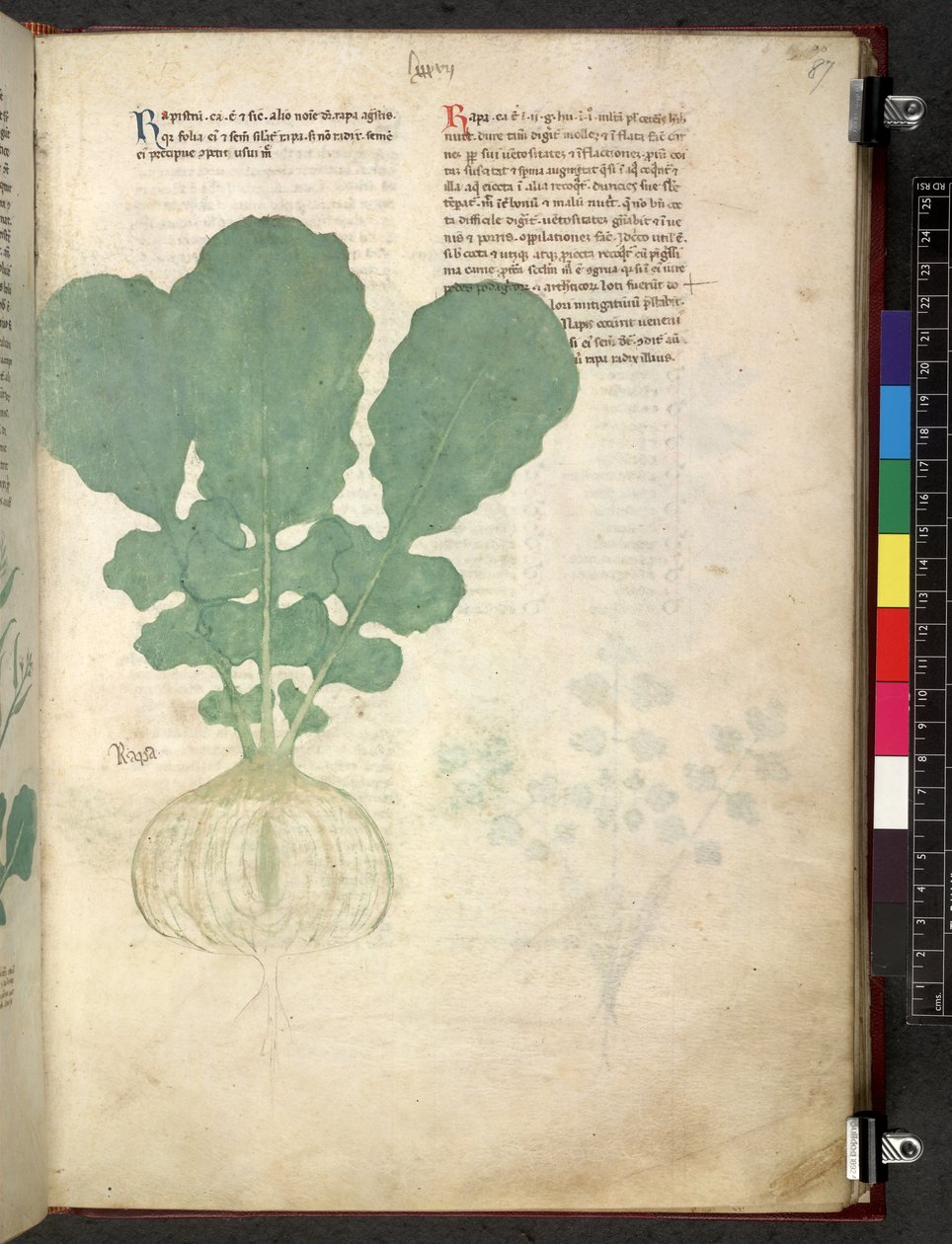 Egerton 747 Tractatus de herbis (urte) c.1280-1310 (blekk og farge på vellum) av School Italian