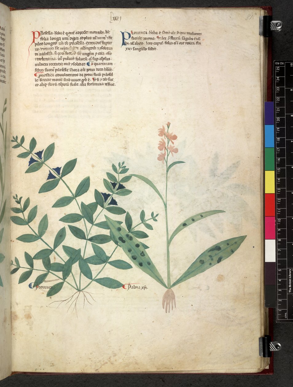 Egerton 747 Tractatus de herbis (urte) c.1280-1310 (blekk og farge på vellum) av School Italian