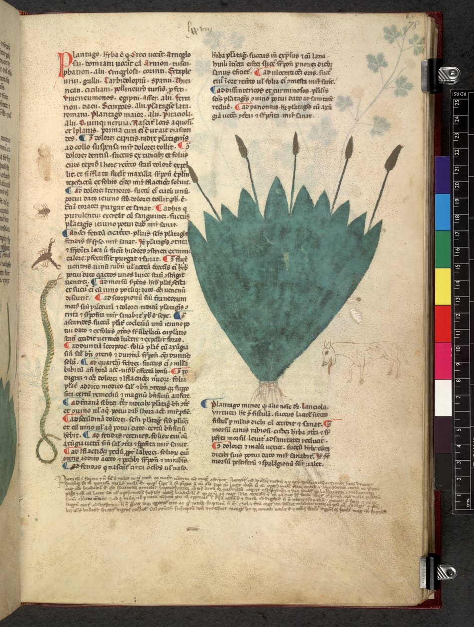 Egerton 747 Tractatus de herbis (urte) c.1280-1310 (blekk og farge på vellum) av School Italian
