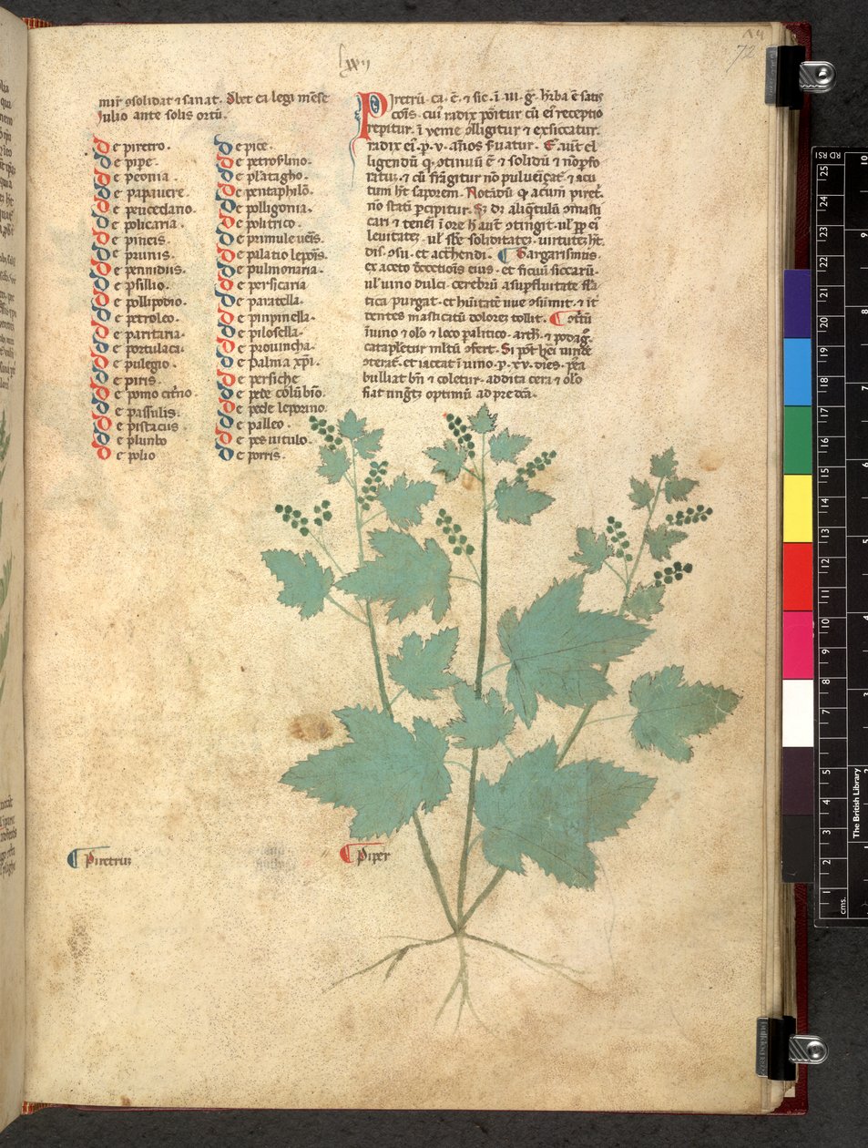 Egerton 747 Tractatus de herbis (urte) c.1280-1310 (blekk og farge på vellum) av School Italian