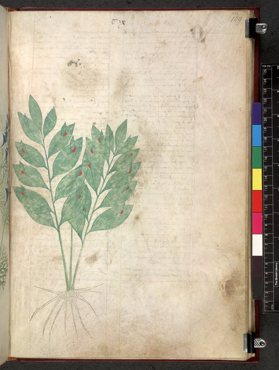 Egerton 747 Tractatus de herbis (urte) c.1280-1310 (blekk og farge på vellum) av School Italian