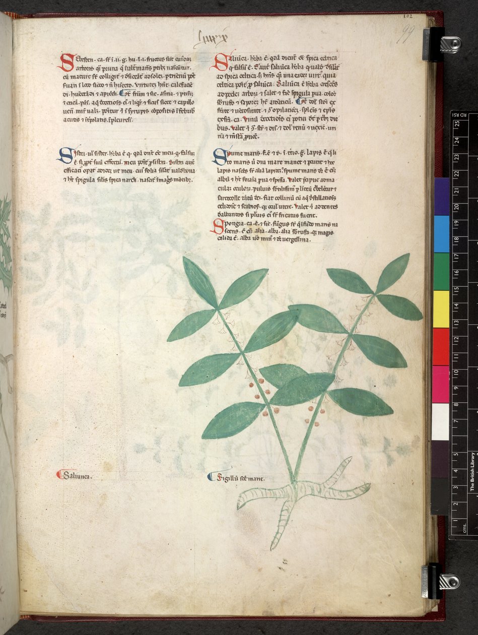 Egerton 747 Tractatus de herbis (urte) c.1280-1310 (blekk og farge på vellum) av School Italian