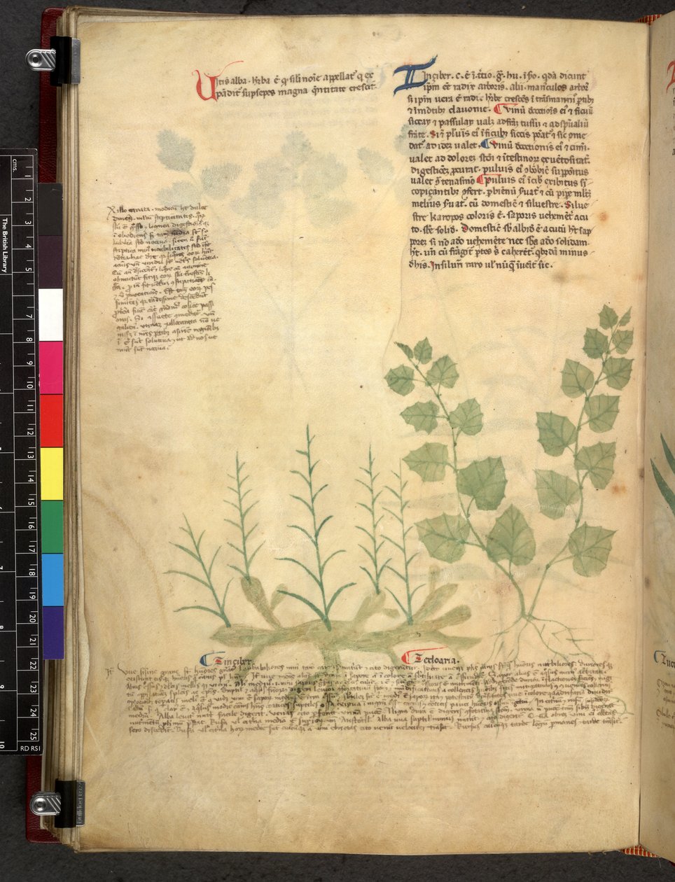 Egerton 747 Tractatus de herbis (urte) c.1280-1310 (blekk og farge på vellum) av School Italian