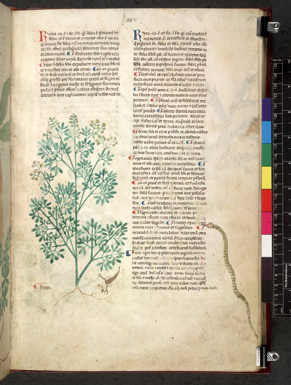 Egerton 747 Tractatus de herbis (urte) c.1280-1310 (blekk og farge på vellum) av School Italian