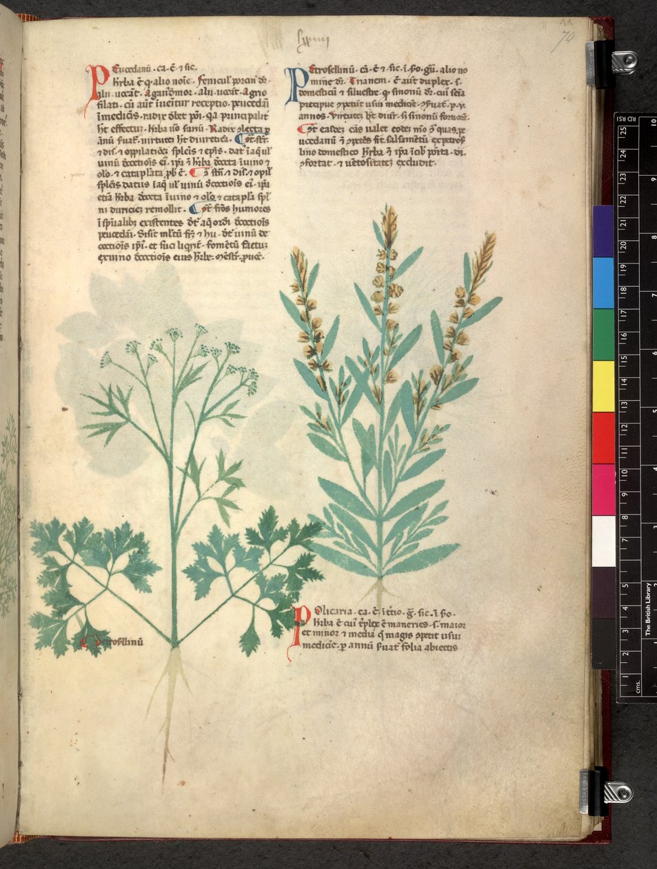 Egerton 747 Tractatus de herbis (urte) c.1280-1310 (blekk og farge på vellum) av School Italian
