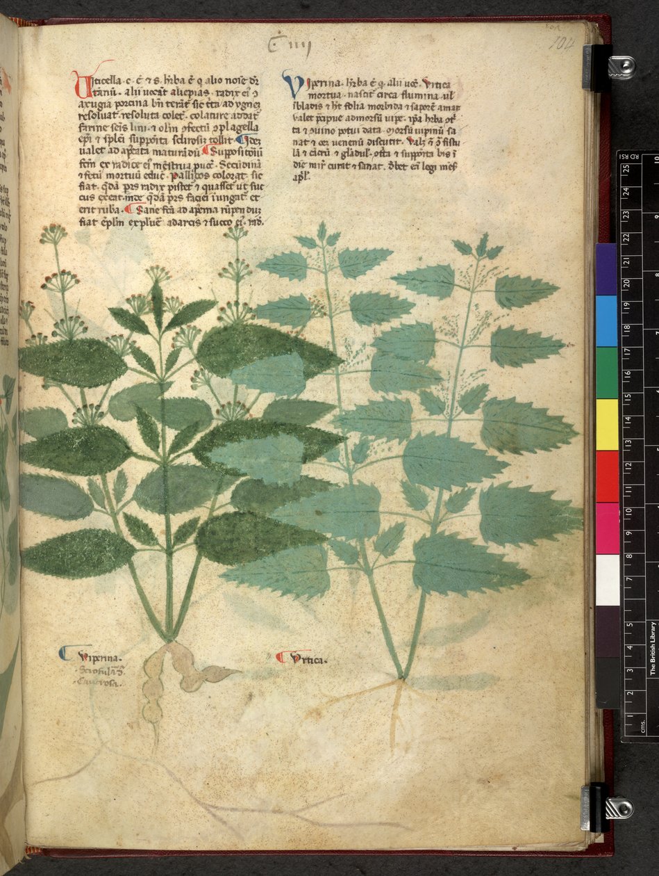 Egerton 747 Tractatus de herbis (urte) c.1280-1310 (blekk og farge på vellum) av School Italian