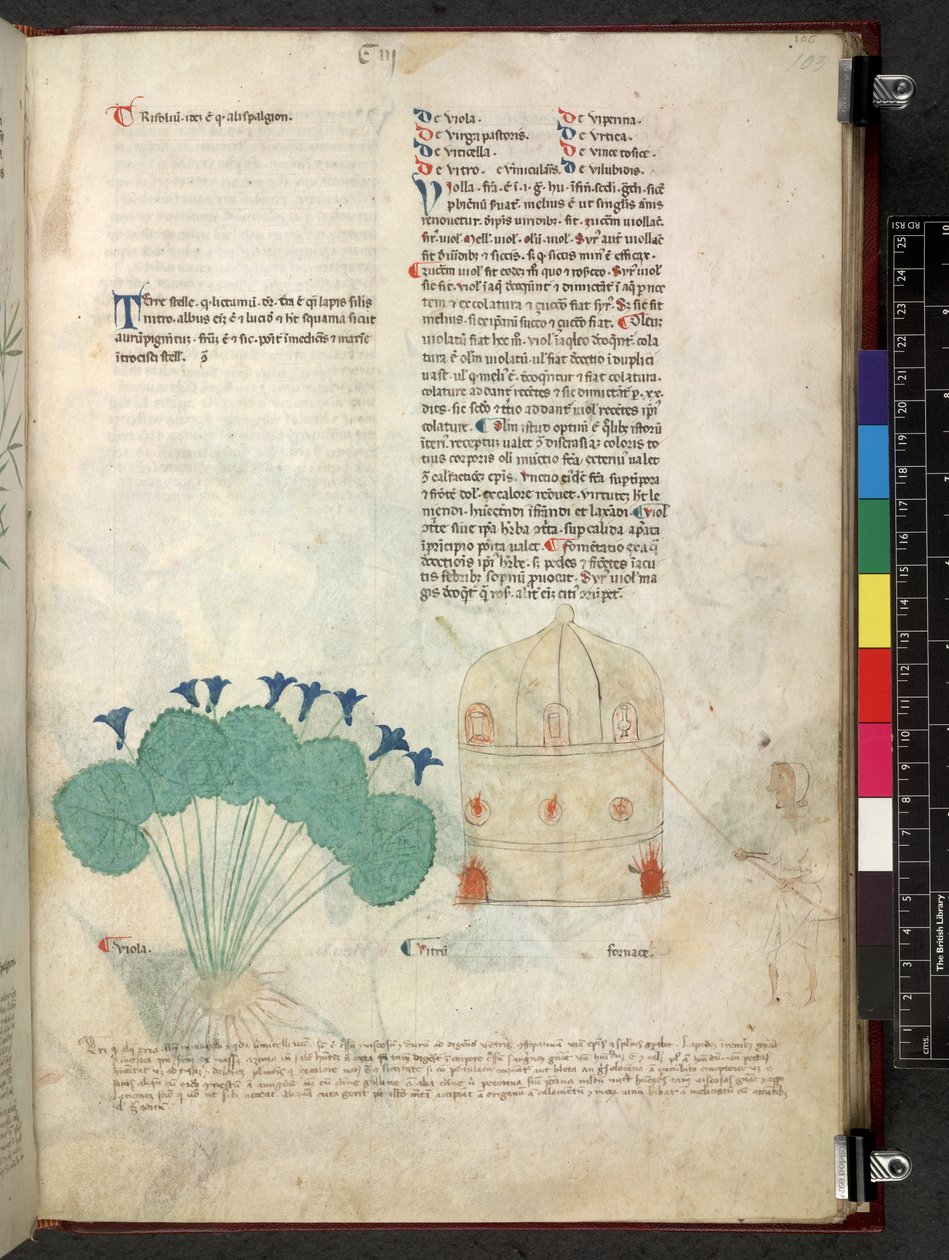 Egerton 747 Tractatus de herbis (urte) c.1280-1310 (blekk og farge på vellum) av School Italian