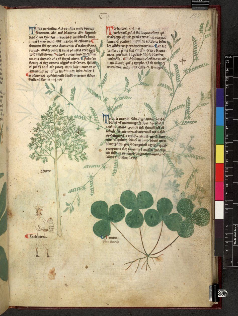 Egerton 747 Tractatus de herbis (urte) c.1280-1310 (blekk og farge på vellum) av School Italian
