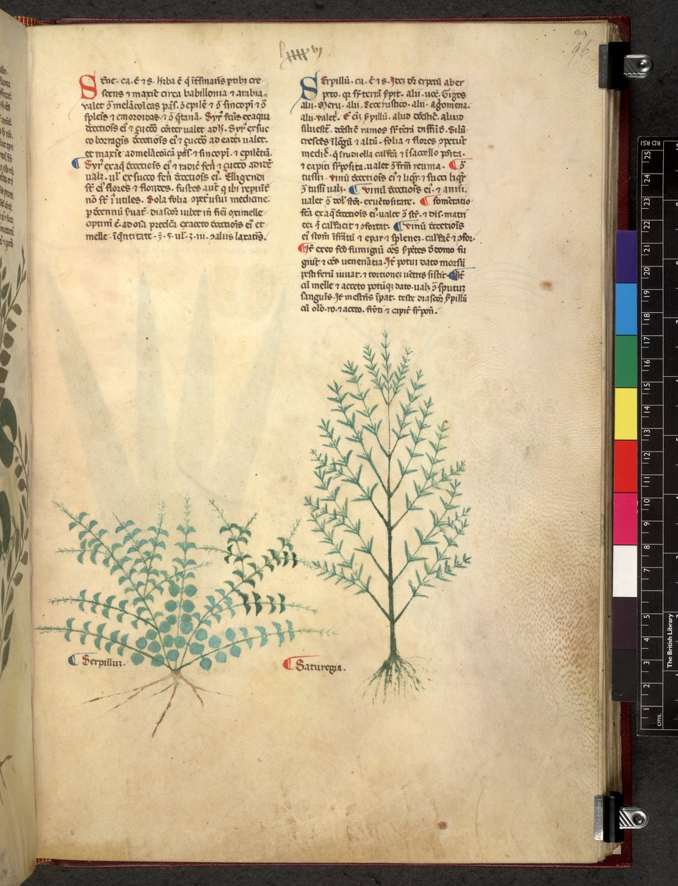 Egerton 747 Tractatus de herbis (urte) c.1280-1310 (blekk og farge på vellum) av School Italian