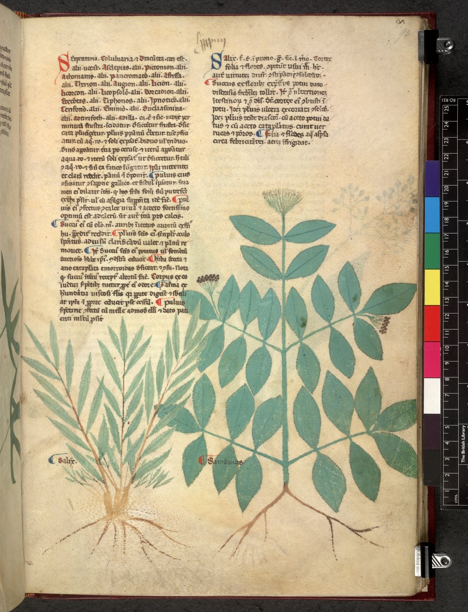 Egerton 747 Tractatus de herbis (urte) c.1280-1310 (blekk og farge på vellum) av School Italian