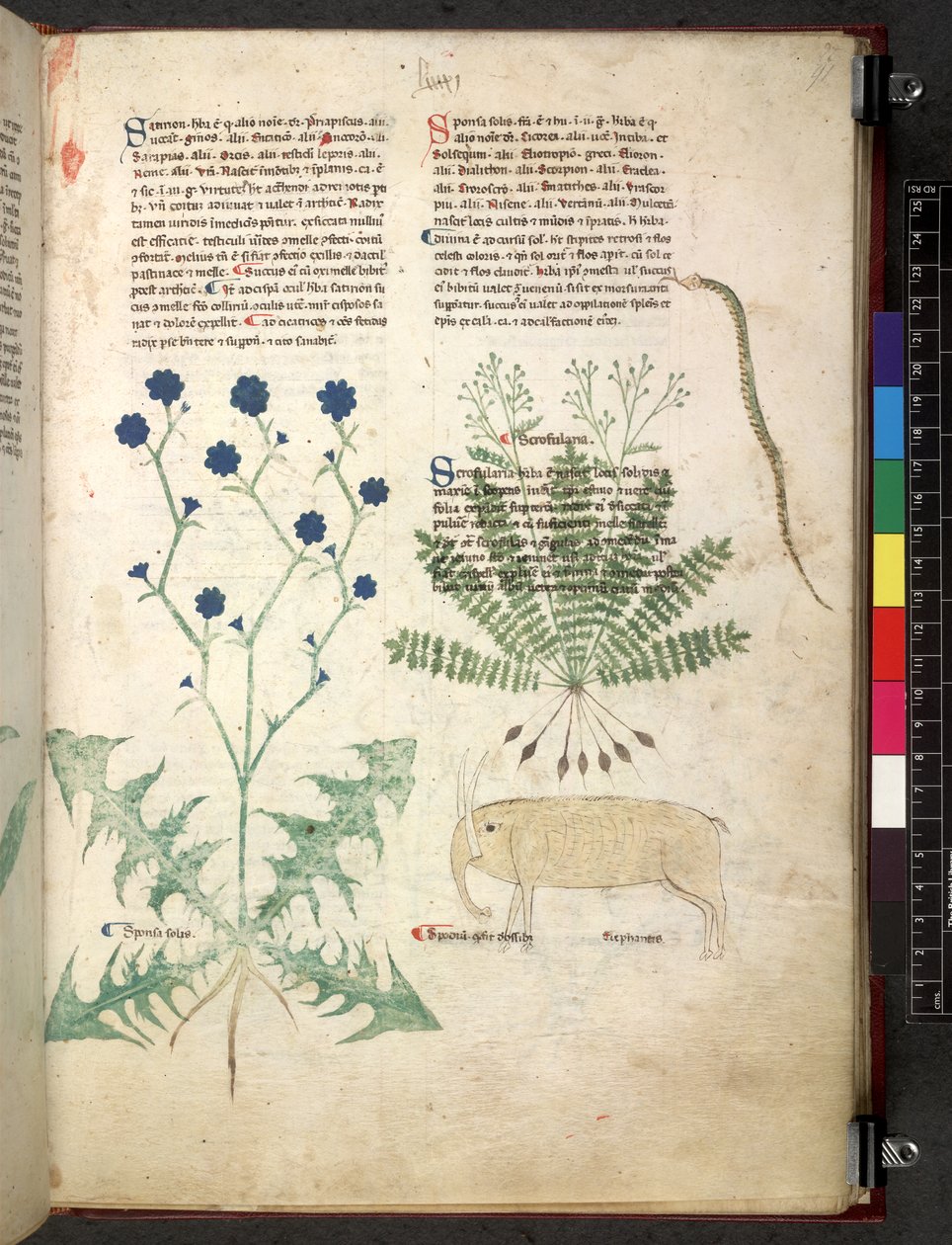 Egerton 747 Tractatus de herbis (urte) c.1280-1310 (blekk og farge på vellum) av School Italian