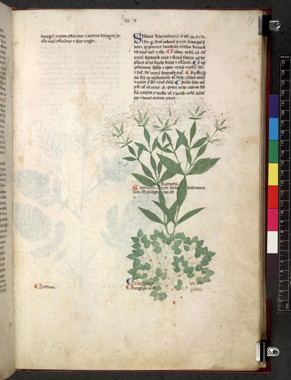 Egerton 747 Tractatus de herbis (urte) c.1280-1310 (blekk og farge på vellum) av School Italian