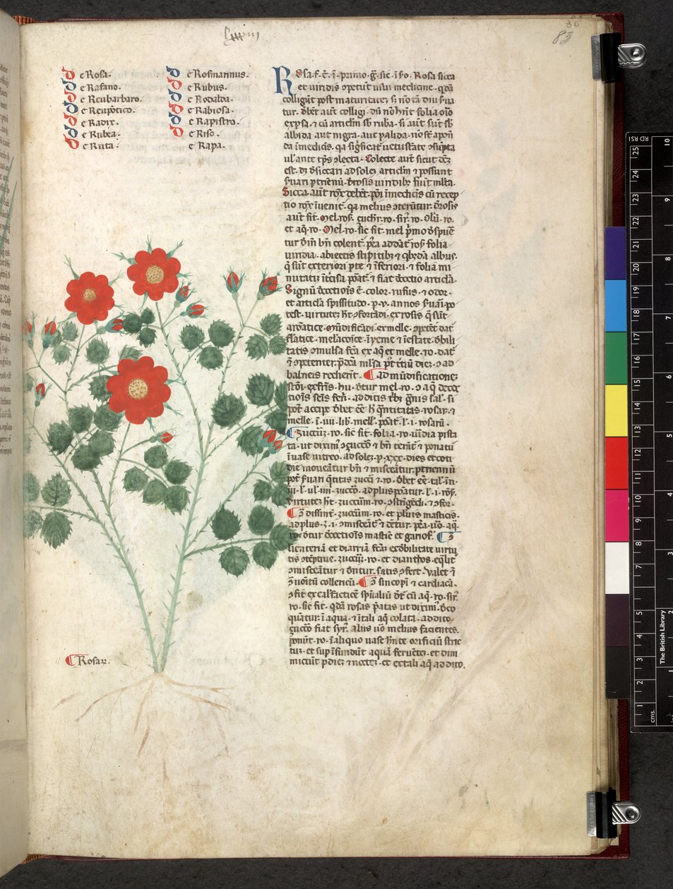 Egerton 747 Tractatus de herbis (urte) c.1280-1310 (blekk og farge på vellum) av School Italian