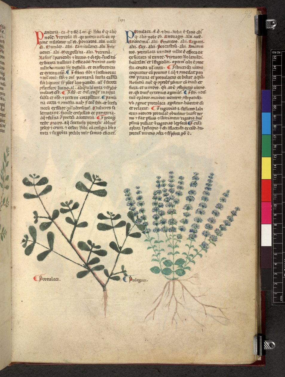 Egerton 747 Tractatus de herbis (urte) c.1280-1310 (blekk og farge på vellum) av School Italian