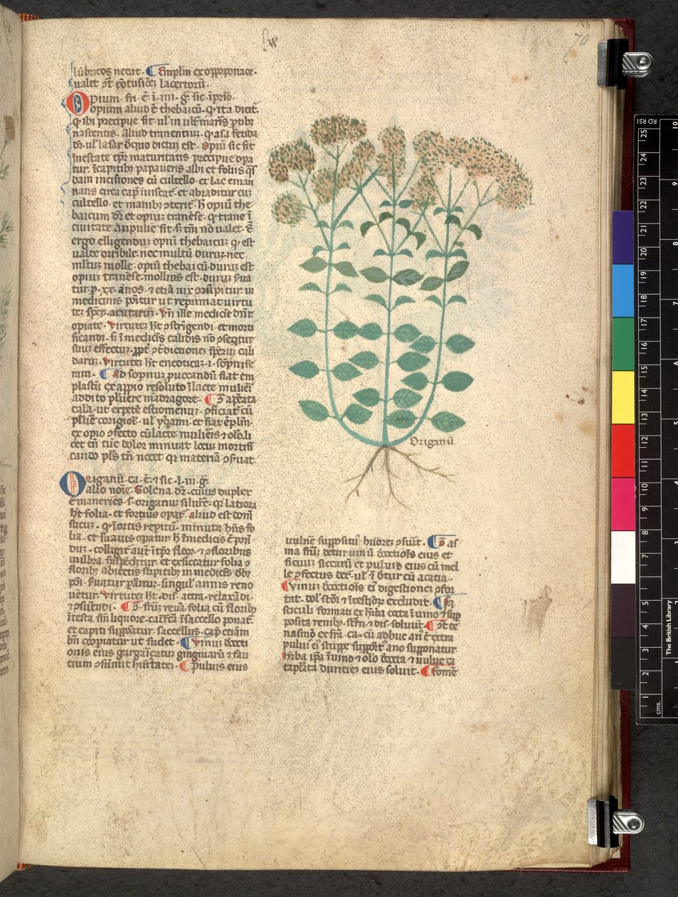 Egerton 747 Tractatus de herbis (urte) c.1280-1310 (blekk og farge på vellum) av School Italian