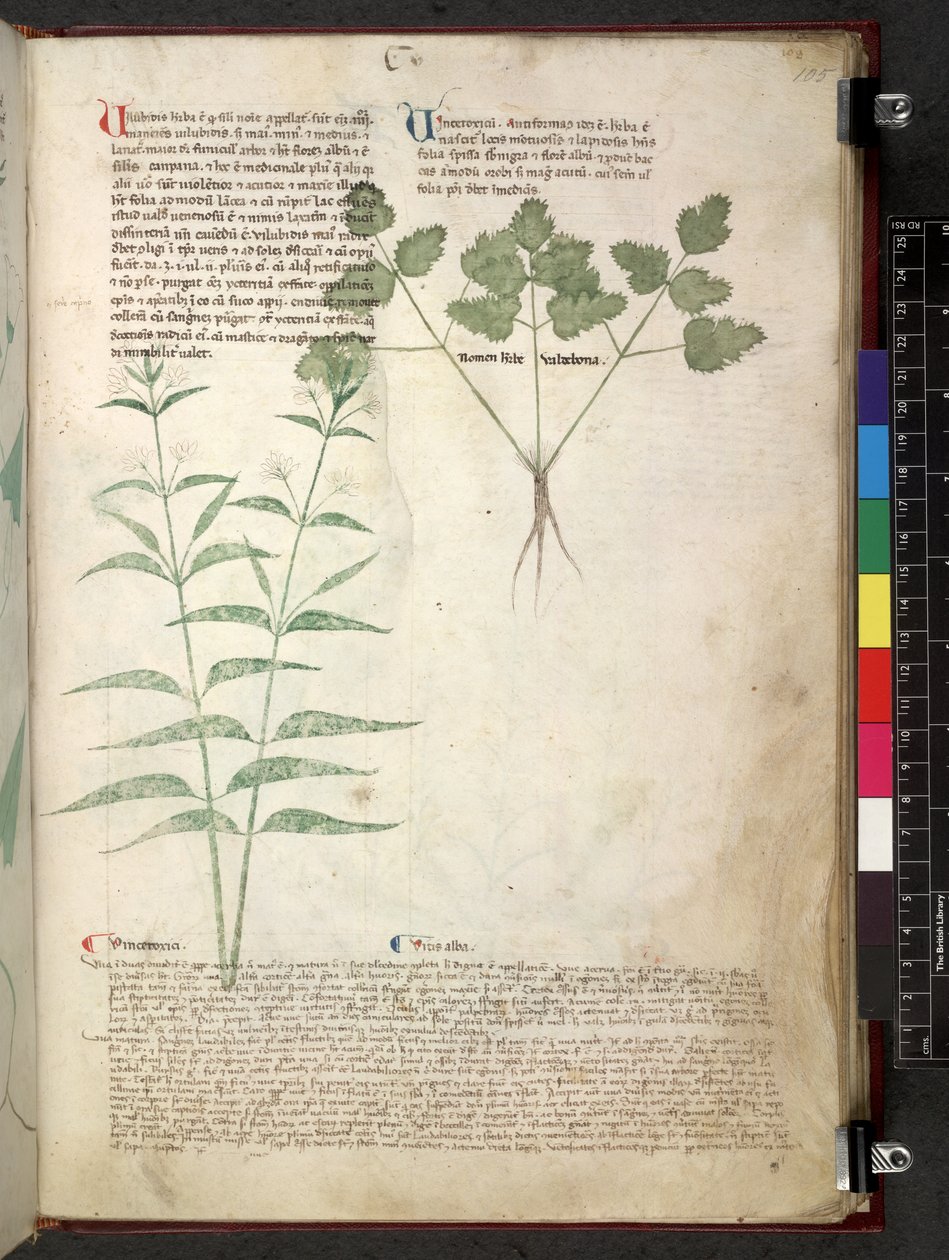 Egerton 747 Tractatus de herbis (urte) c.1280-1310 (blekk og farge på vellum) av School Italian