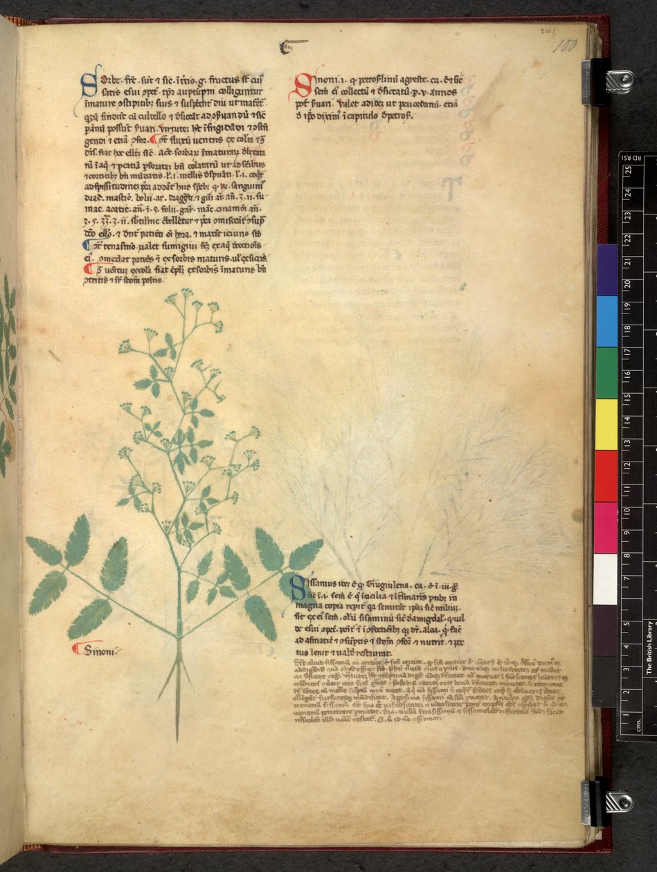 Egerton 747 Tractatus de herbis (urte) c.1280-1310 (blekk og farge på vellum) av School Italian
