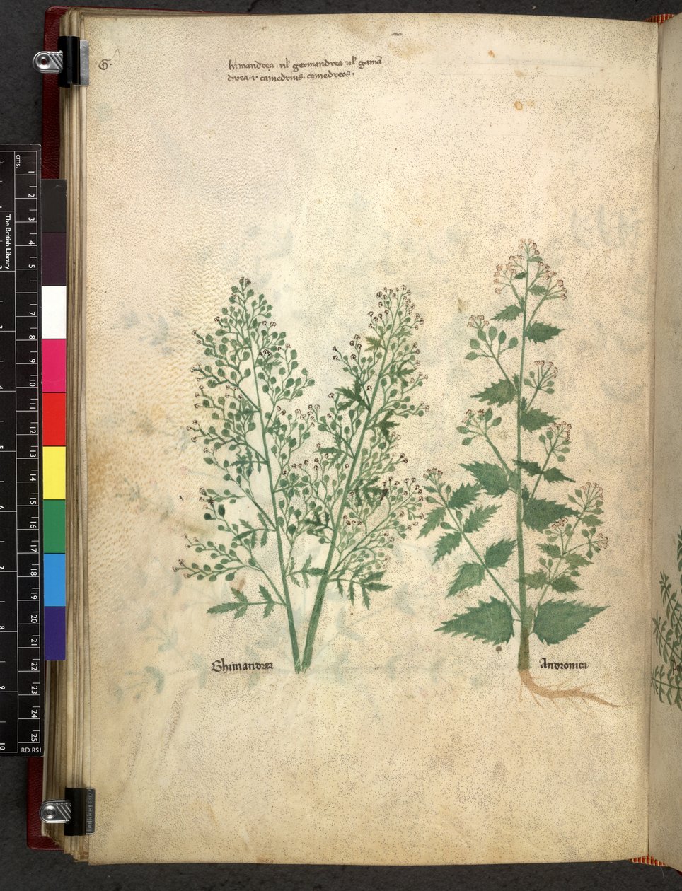 Egerton 747 Tractatus de herbis (urte) c.1280-1310 (blekk og farge på vellum) av School Italian