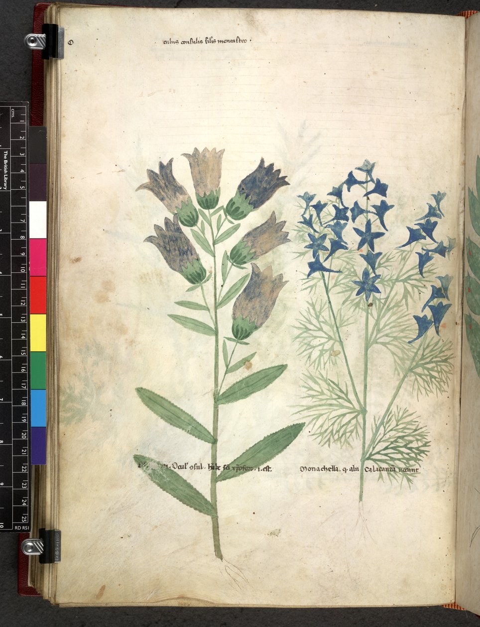 Egerton 747 Tractatus de herbis (urte) c.1280-1310 (blekk og farge på vellum) av School Italian