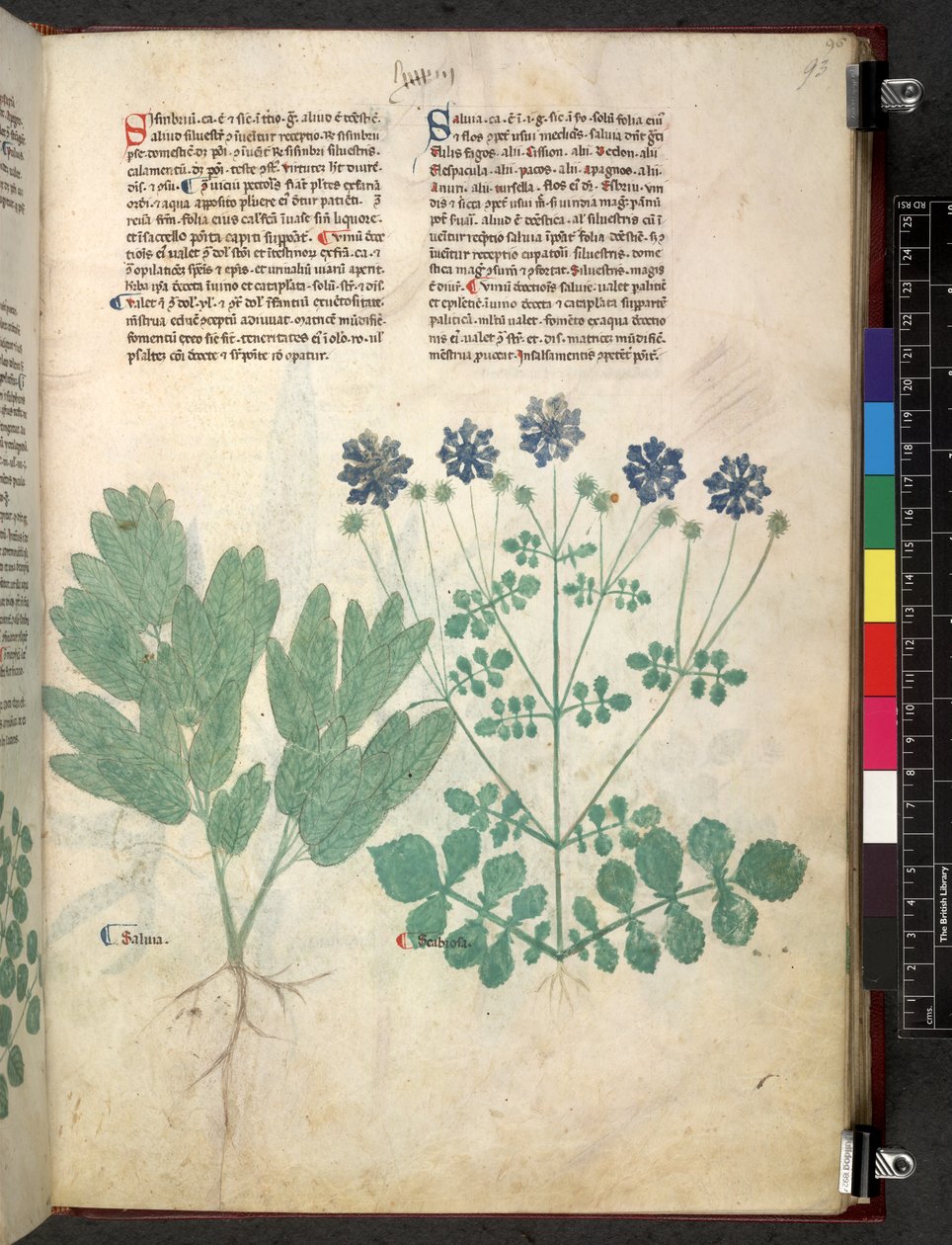 Egerton 747 Tractatus de herbis (urte) c.1280-1310 (blekk og farge på vellum) av School Italian