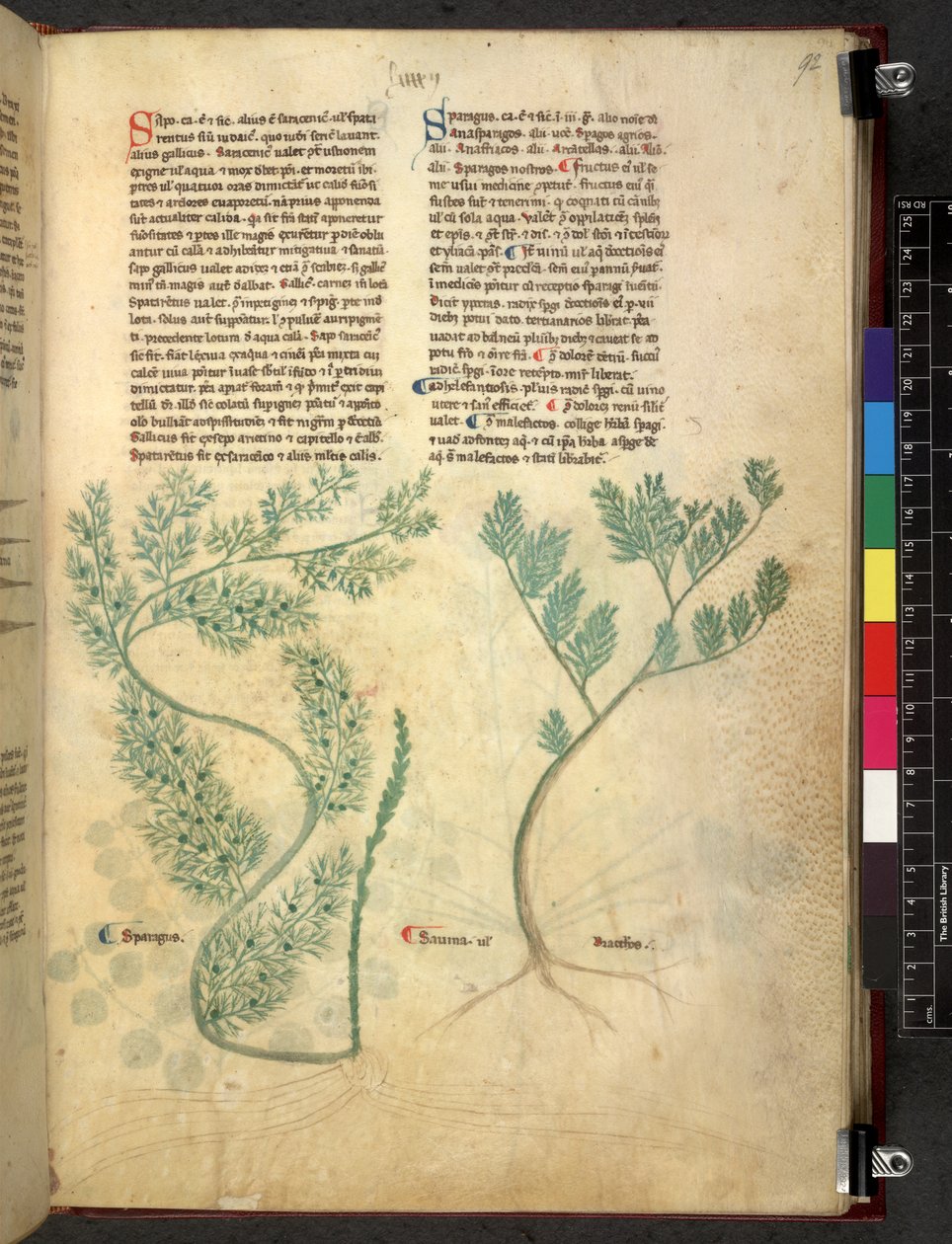 Egerton 747 Tractatus de herbis (urte) c.1280-1310 (blekk og farge på vellum) av School Italian