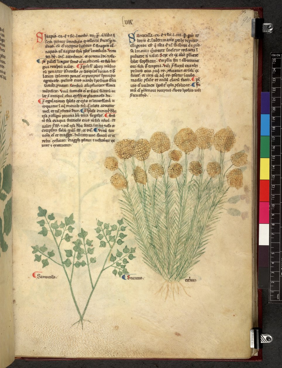 Egerton 747 Tractatus de herbis (urte) c.1280-1310 (blekk og farge på vellum) av School Italian