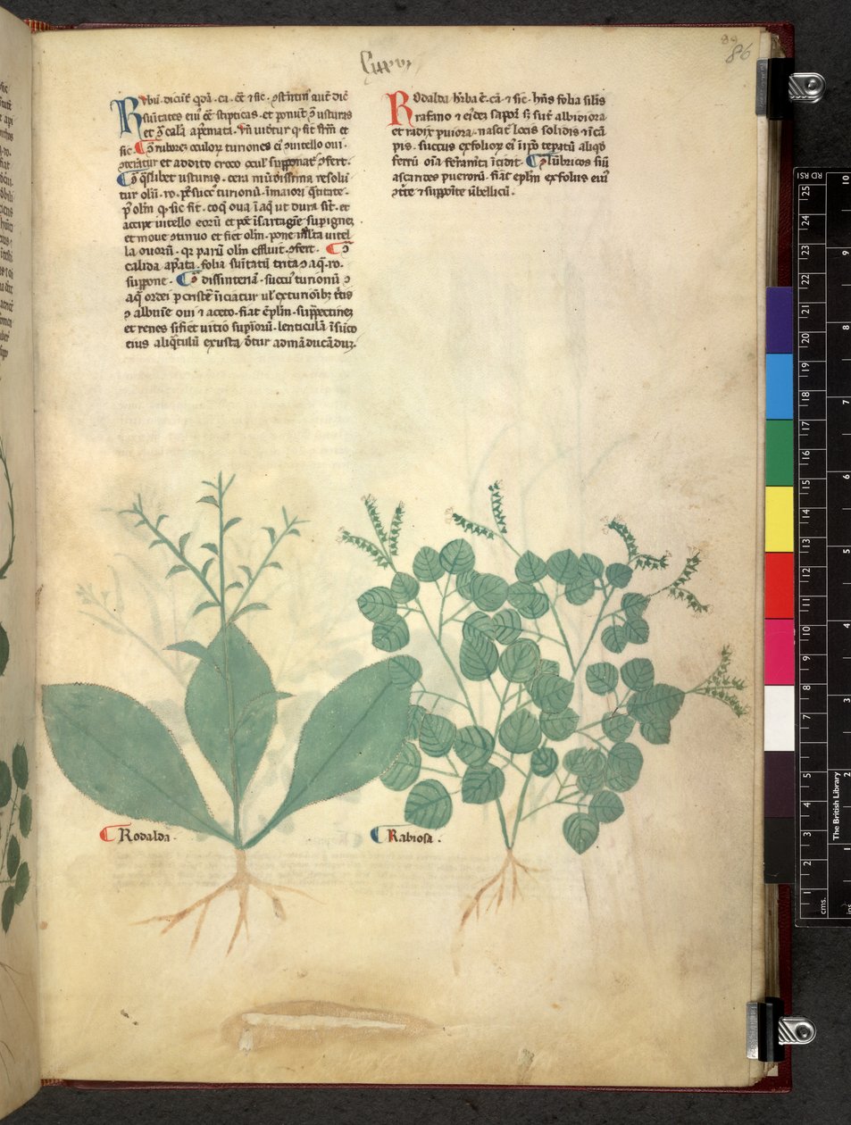 Egerton 747 Tractatus de herbis (urte) c.1280-1310 (blekk og farge på vellum) av School Italian