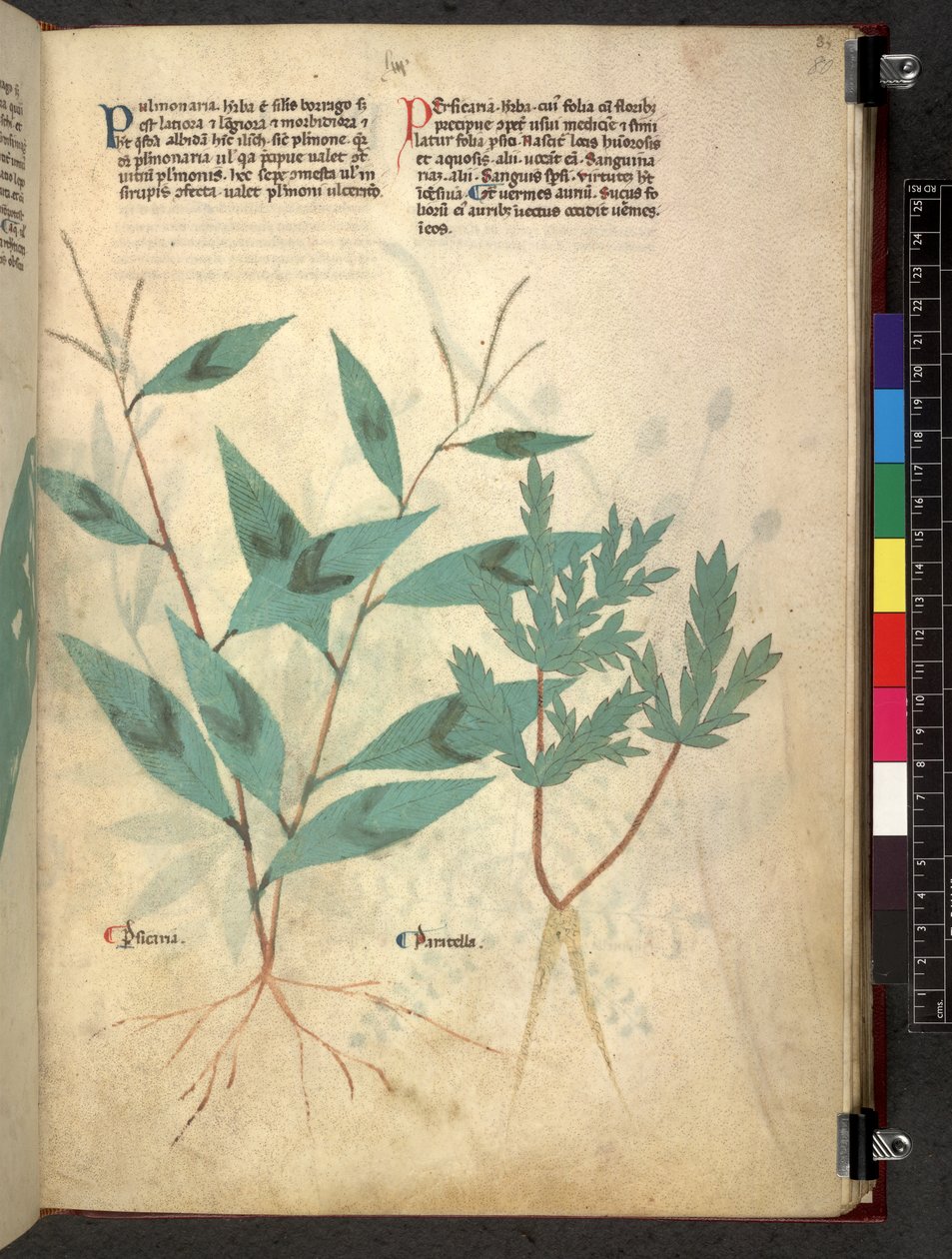 Egerton 747 Tractatus de herbis (urte) c.1280-1310 (blekk og farge på vellum) av School Italian