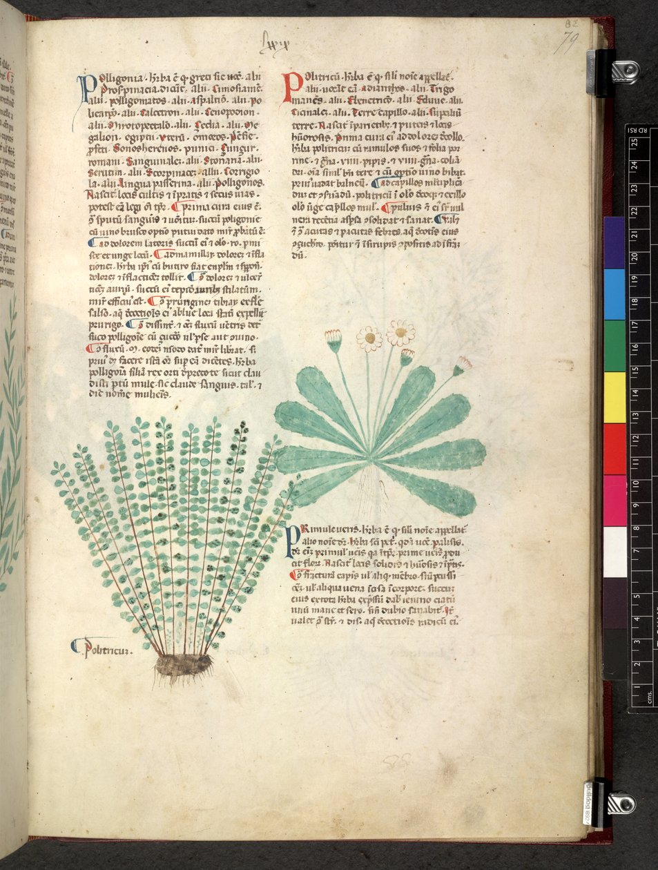 Egerton 747 Tractatus de herbis (urte) c.1280-1310 (blekk og farge på vellum) av School Italian