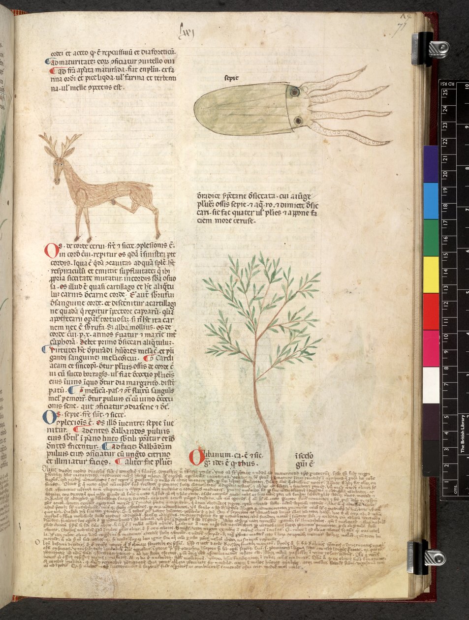 Egerton 747 Tractatus de herbis (urte) c.1280-1310 (blekk og farge på vellum) av School Italian