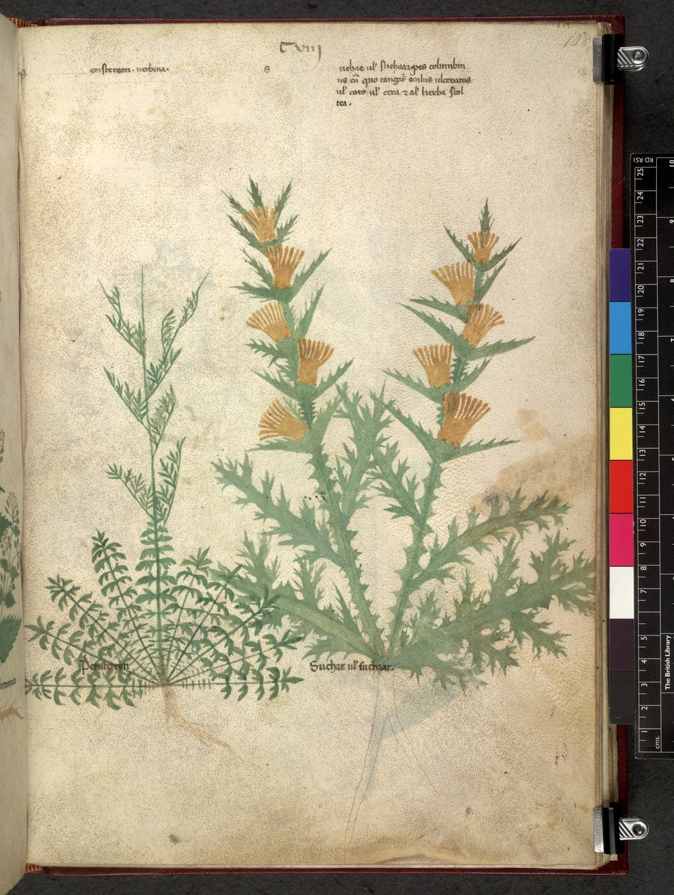 Egerton 747 Tractatus de herbis (urte) c.1280-1310 (blekk og farge på vellum) av School Italian