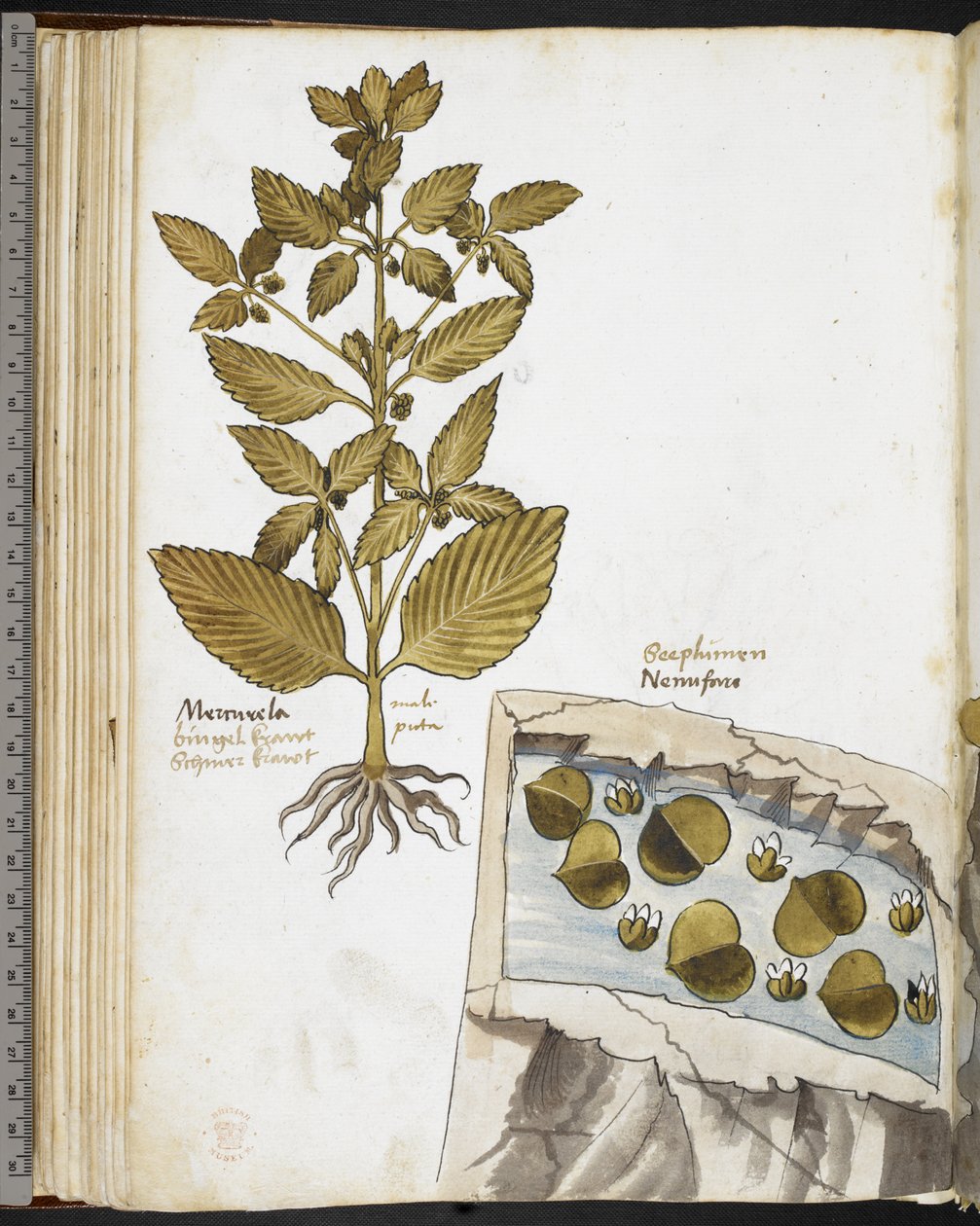 Harley MS 3736 f.58v Mandrake, fra 