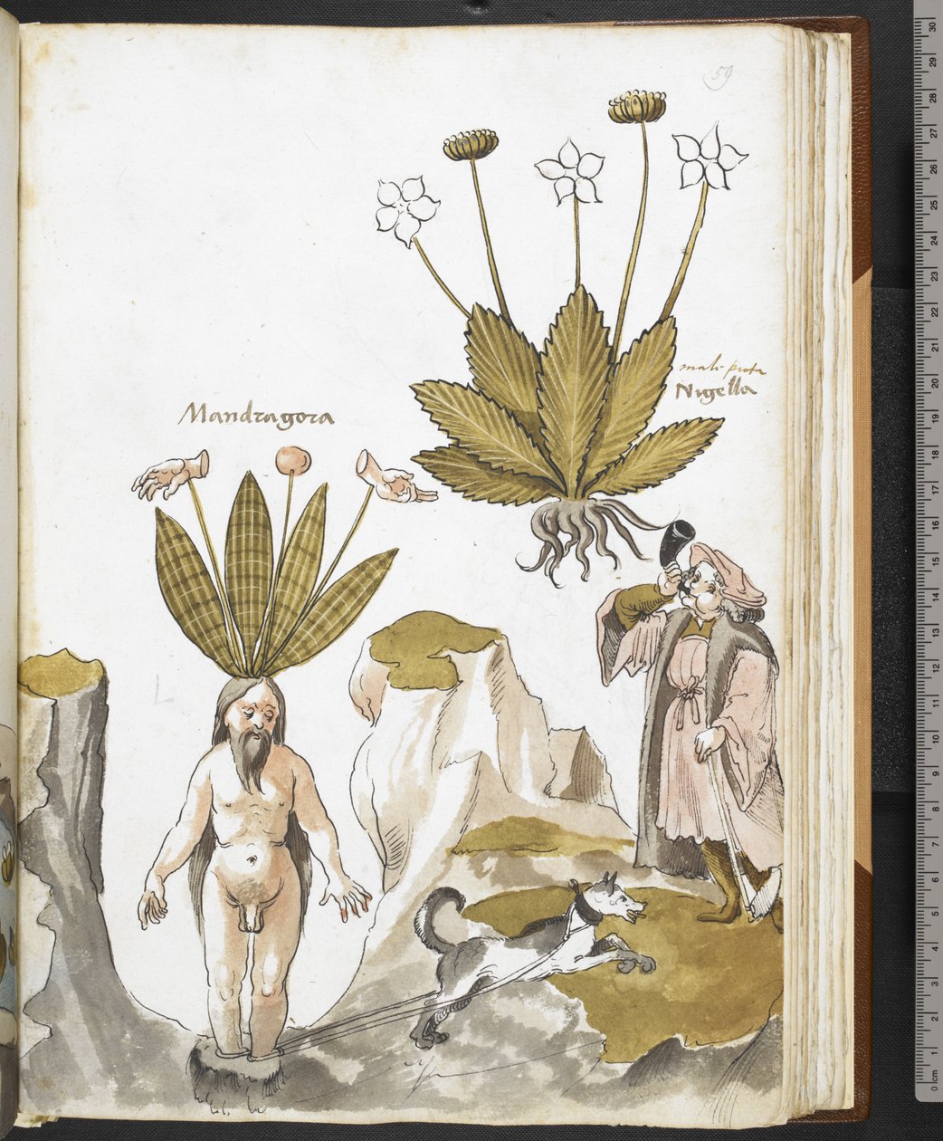Harley MS 3736 f.59r En mandrake blir trukket ut av en hund, fra 