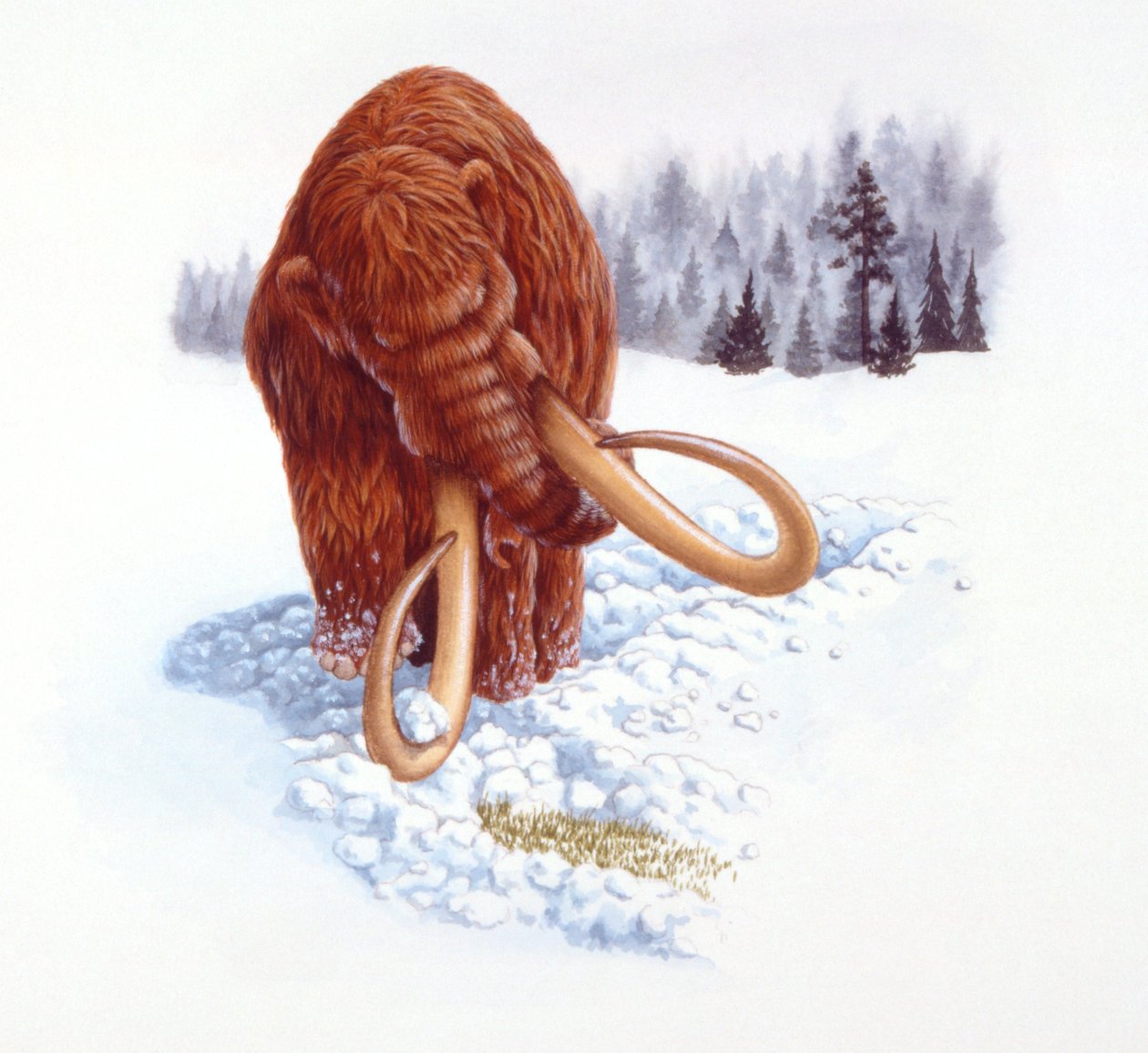 Mammut søker etter mat i snø, pliocen/pleistocen periode (farge litho) av School Italian
