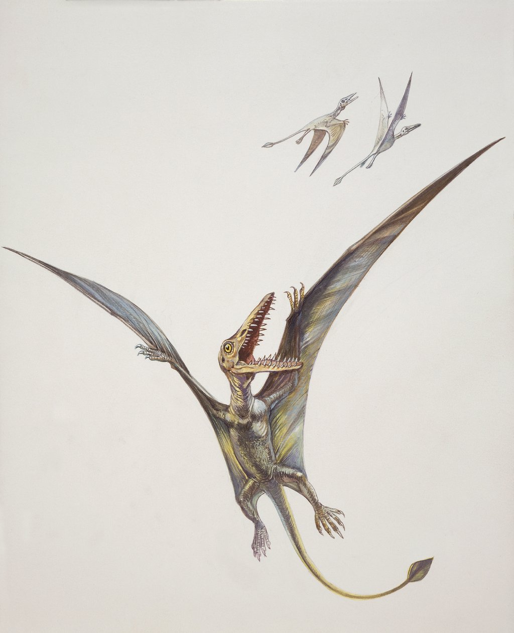 Rhamphorhynchoid, juraperioden (farge litho) av School Italian