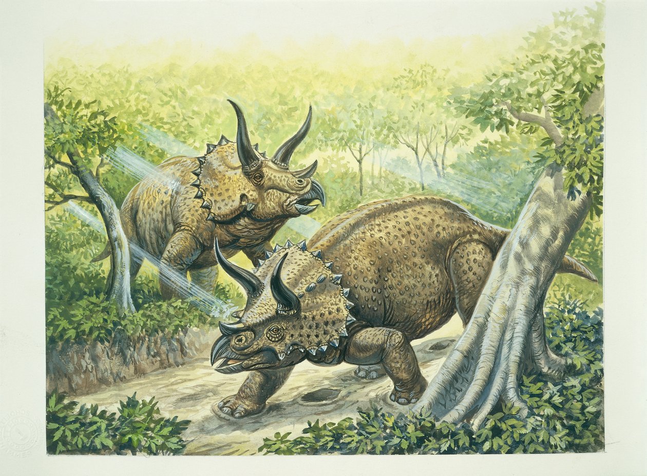 Triceratops horridus, krittperioden (farge litho) av School Italian
