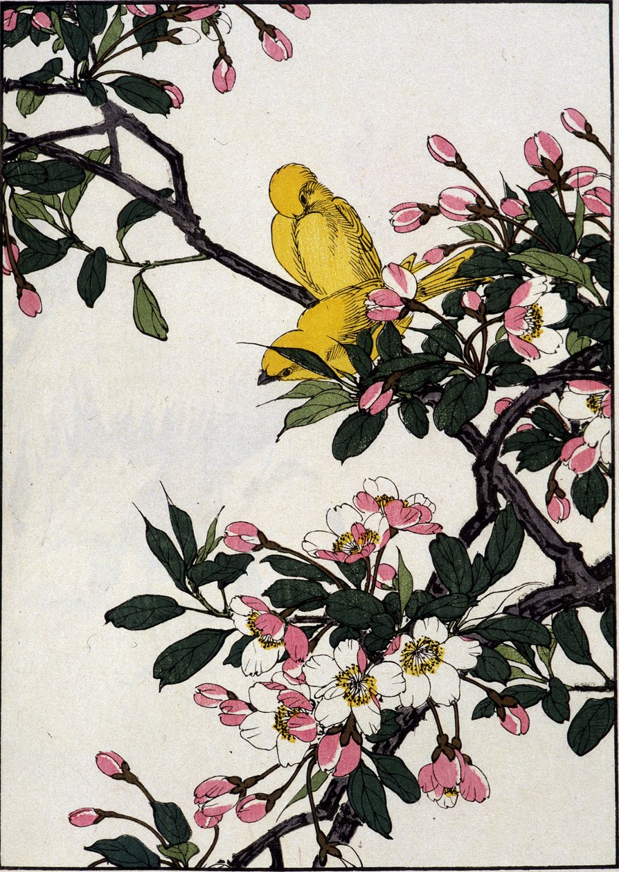 Seriner på en blomstrende kirsebærgren - japansk trykk av Japanese School