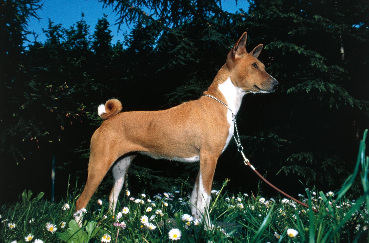 Basenji Dog (bilde) av R. and Smith Simkin