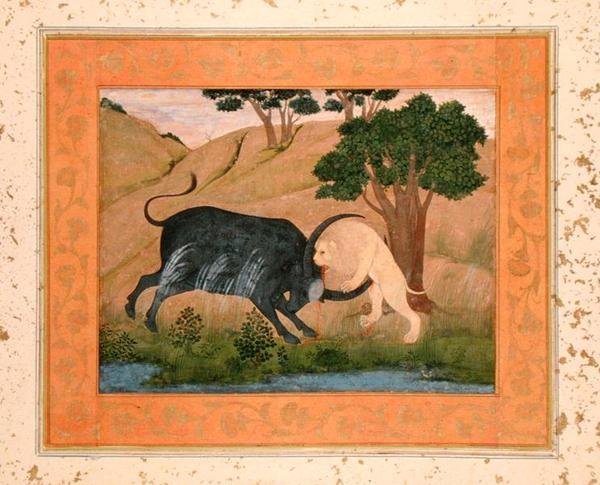 Løve i kamp med en vannbøffel, fra Large Clive Album av School Mughal