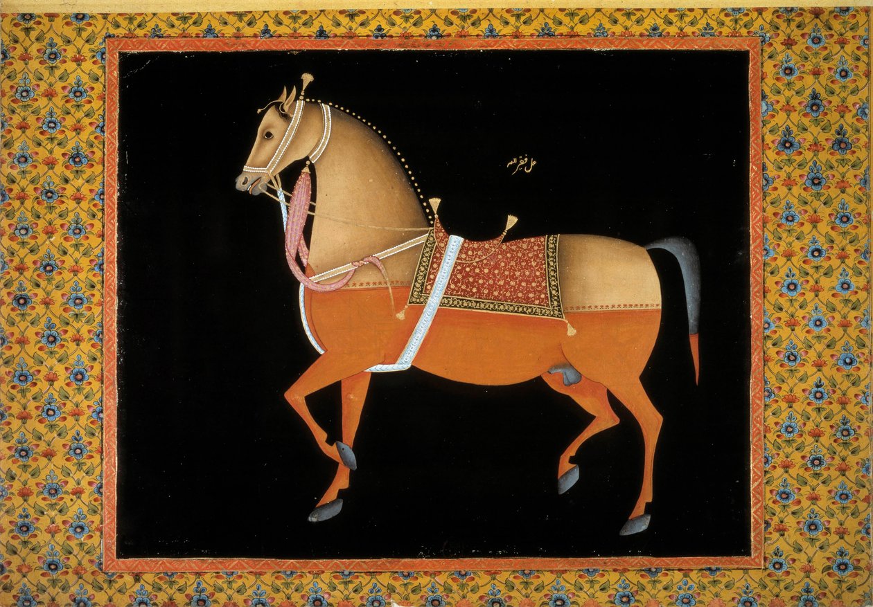 Moghol-kunst: representasjon av en hingst. 1700-talls gouache. Paris, B.N. av School Mughal