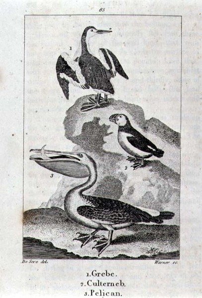 Grebe, Culterneb og Pelican fra A History of the Earth and Animated Nature, London 1816 (kobberplategravering) av School Spanish