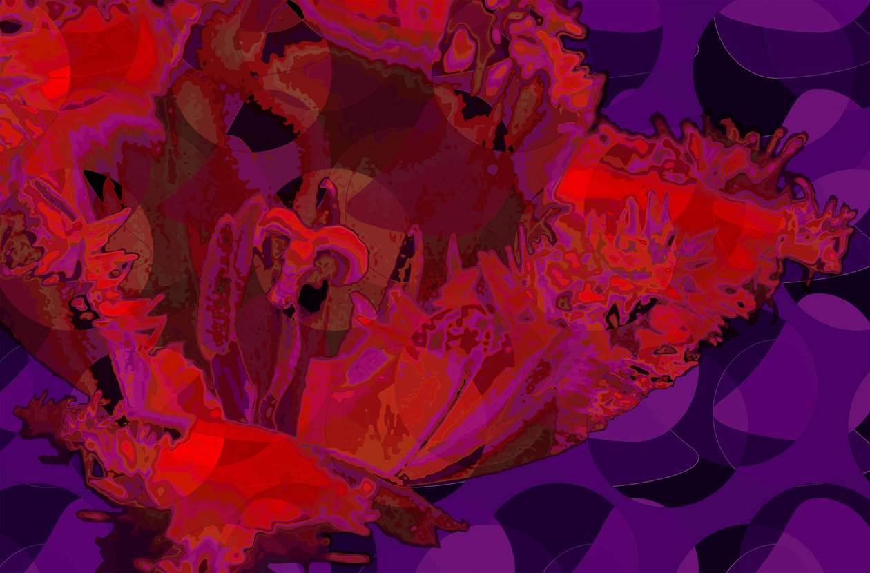Rød tulipan (digital) av Scott J. Davis