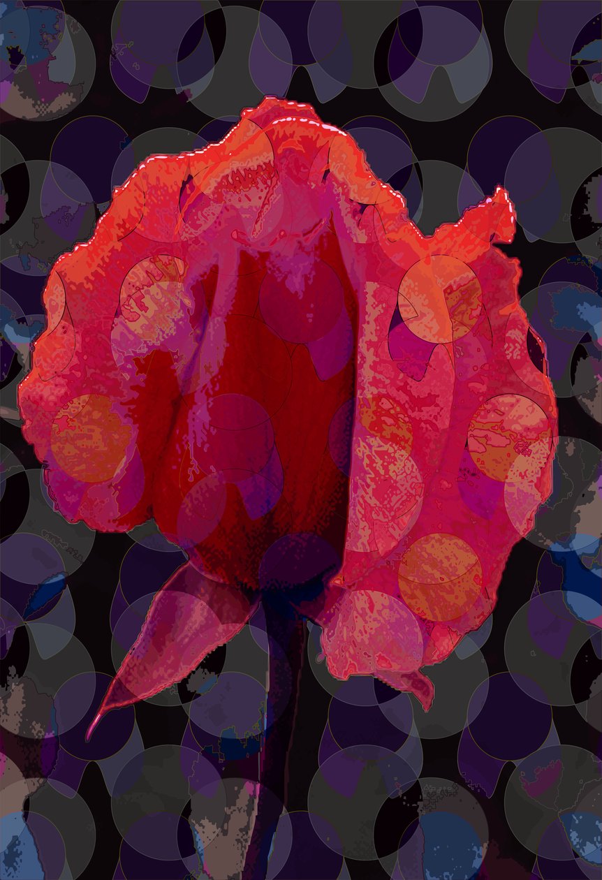 Tea Rose 3b (digital) av Scott J. Davis