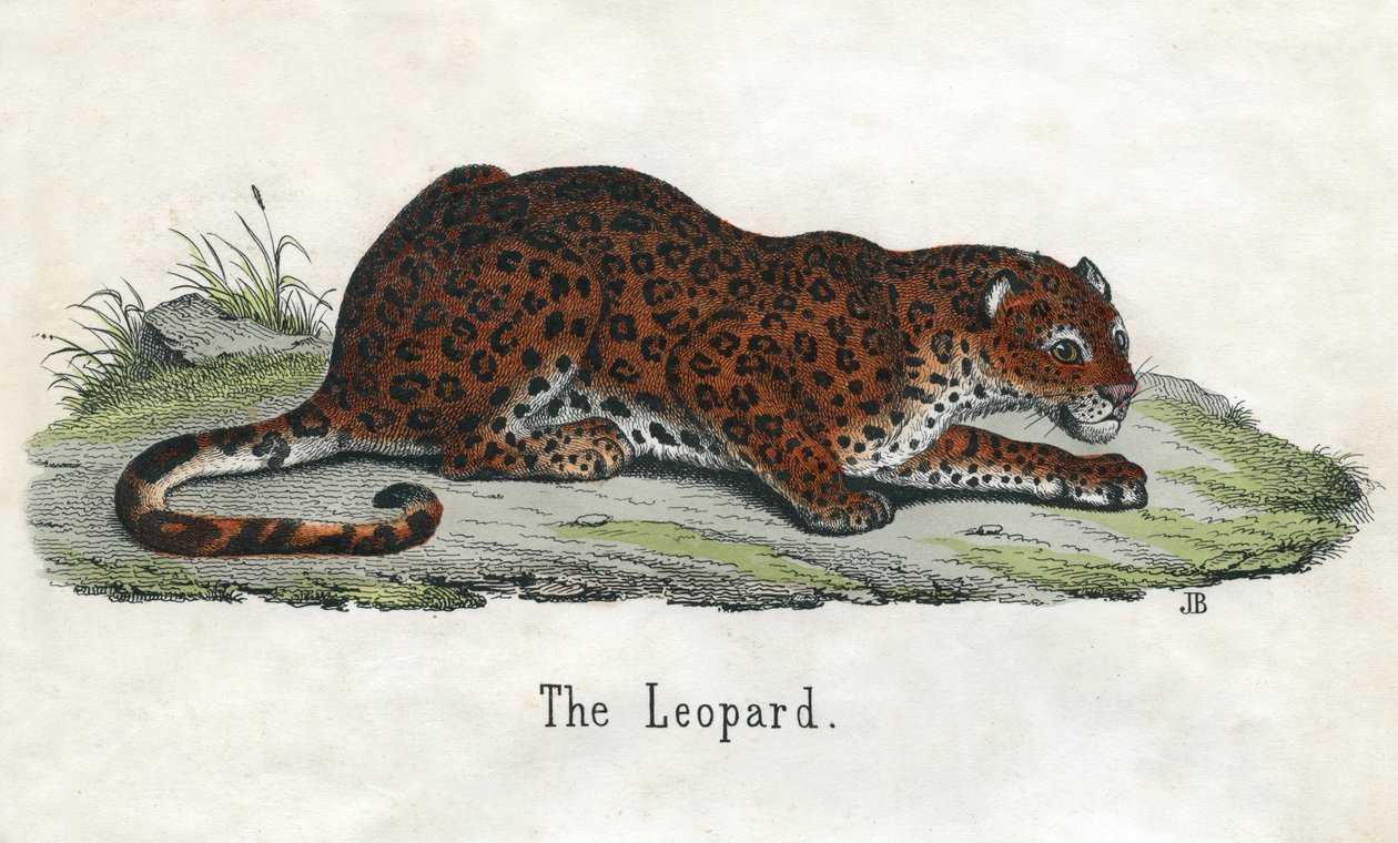Antikt trykk av en afrikansk leopard av Scottish School